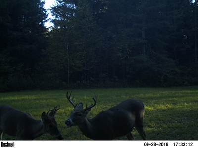 Hunting Land with Cabin and Pole Shed in Wood County WI - image 4