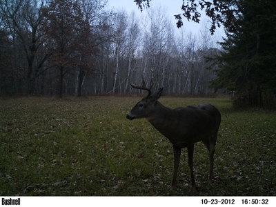 Hunting Land with Cabin and Pole Shed in Wood County WI - image 17