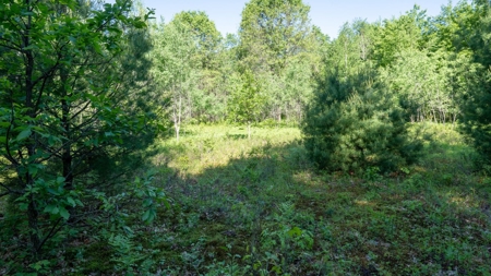 Hunting Land with Cabin and Pole Shed in Wood County WI - image 47