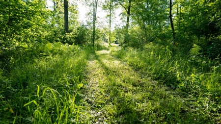 Hunting Land with Cabin and Pole Shed in Wood County WI - image 29