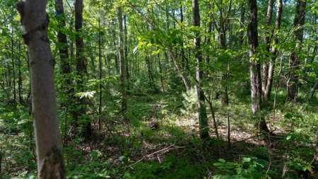 Hunting Land with Cabin and Pole Shed in Wood County WI - image 41