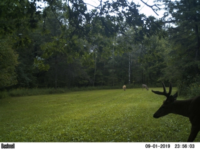Hunting Land with Cabin and Pole Shed in Wood County WI - image 26
