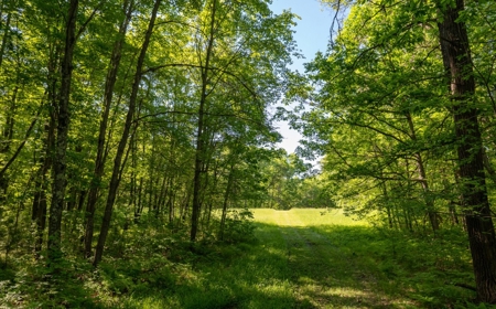 Hunting Land with Cabin and Pole Shed in Wood County WI - image 42
