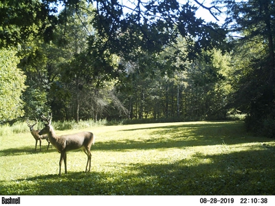 Hunting Land with Cabin and Pole Shed in Wood County WI - image 15