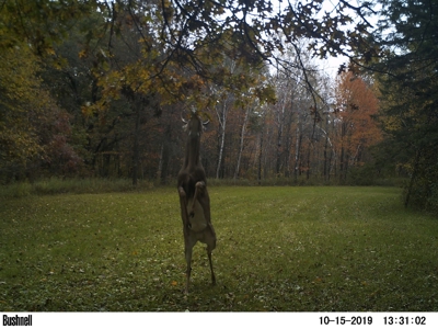 Hunting Land with Cabin and Pole Shed in Wood County WI - image 13