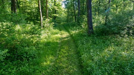 Hunting Land with Cabin and Pole Shed in Wood County WI - image 33