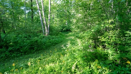 Hunting Land with Cabin and Pole Shed in Wood County WI - image 31