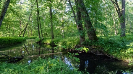 Hunting Land with Cabin and Pole Shed in Wood County WI - image 30