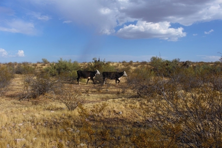 252+/- Head Cattle Ranch , Gordon Family Ranch, Aguila, AZ - image 27