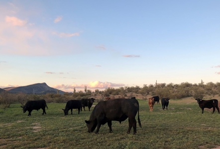252+/- Head Cattle Ranch , Gordon Family Ranch, Aguila, AZ - image 34