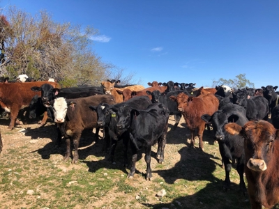 252+/- Head Cattle Ranch , Gordon Family Ranch, Aguila, AZ - image 38
