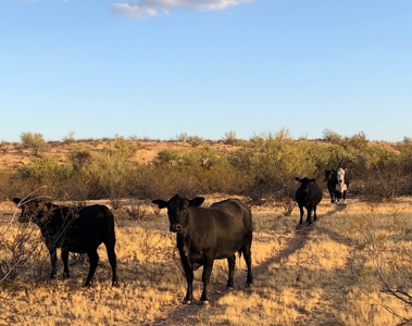 252+/- Head Cattle Ranch , Gordon Family Ranch, Aguila, AZ - image 42