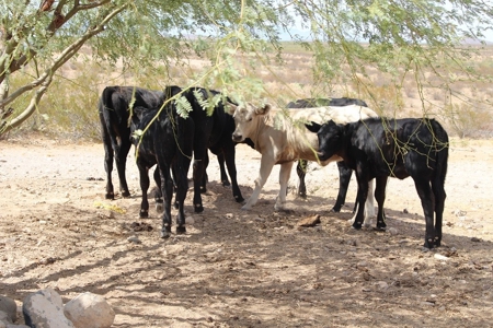 252+/- Head Cattle Ranch , Gordon Family Ranch, Aguila, AZ - image 43
