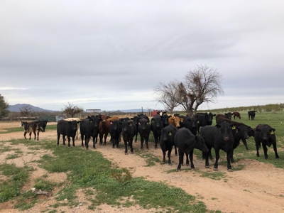 252+/- Head Cattle Ranch , Gordon Family Ranch, Aguila, AZ - image 15