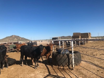 252+/- Head Cattle Ranch , Gordon Family Ranch, Aguila, AZ - image 11