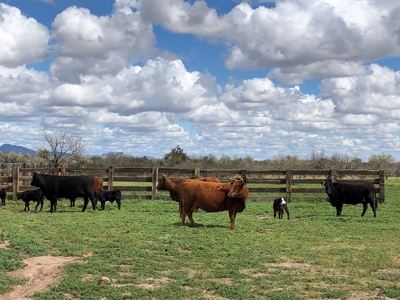 252+/- Head Cattle Ranch , Gordon Family Ranch, Aguila, AZ - image 36