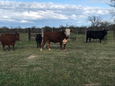 252+/- Head Cattle Ranch , Gordon Family Ranch, Aguila, AZ - image 33
