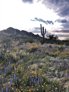 252+/- Head Cattle Ranch , Gordon Family Ranch, Aguila, AZ - image 35