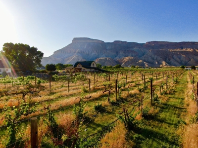 Colorado Vineyard and Winery with Country Home For Sale - image 13