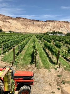 Colorado Vineyard and Winery with Country Home For Sale - image 17