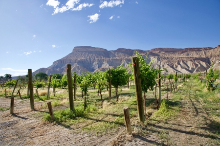 Colorado Vineyard and Winery with Country Home For Sale - image 23