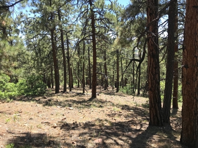 Northern NM Land for Sale Chama NM Mountain Real Estate - image 3
