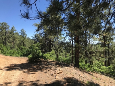 Northern NM Land for Sale Chama NM Mountain Real Estate - image 4