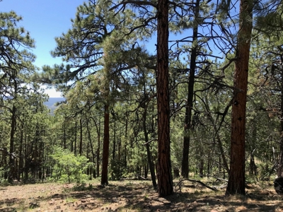 Northern NM Land for Sale Chama NM Mountain Real Estate - image 2