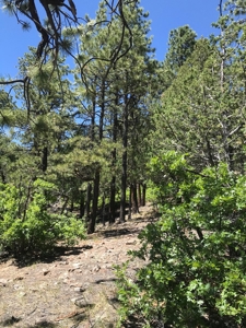 Northern NM Mountain Land for Sale Real Estate Near Chama NM - image 2