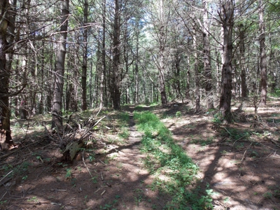 Home and Acreage for Sale in Riner VA - image 10