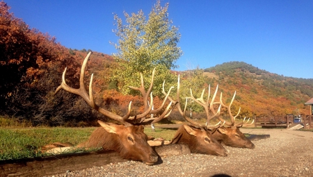 Colorado outfitting business for sale with lodge, leases - image 12