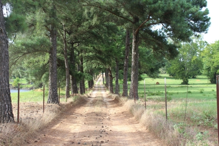 East Texas Land For Sale - Country Home - Winnsboro, Tx - image 21