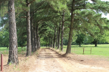 East Texas Land For Sale - Country Home - Winnsboro, Tx - image 20
