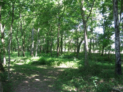 Waterfront Lot For Sale In Savannah, Tn On Indian Creek - image 17