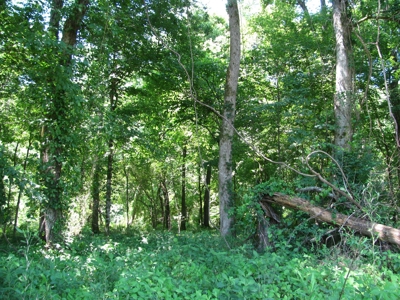 Waterfront Lot For Sale In Savannah, Tn On Indian Creek - image 25