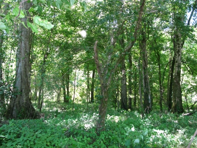Waterfront Lot For Sale In Savannah, Tn On Indian Creek - image 13