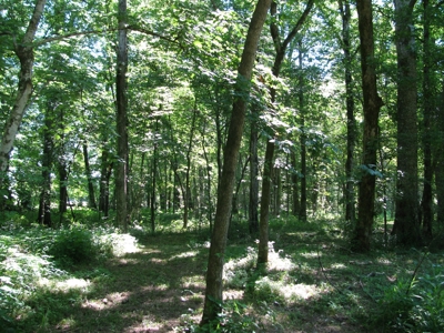 Waterfront Lot For Sale In Savannah, Tn On Indian Creek - image 21