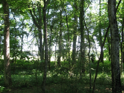 Waterfront Lot For Sale In Savannah, Tn On Indian Creek - image 19
