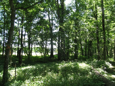 Waterfront Lot For Sale In Savannah, Tn On Indian Creek - image 22