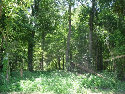 Waterfront Lot For Sale In Savannah, Tn On Indian Creek - image 11