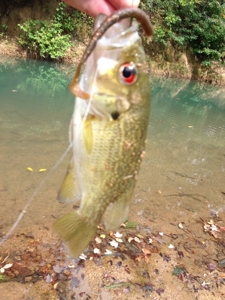 Waterfront Lot For Sale In Savannah, Tn On Indian Creek - image 4