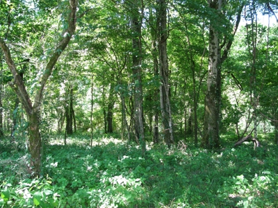 Waterfront Lot For Sale In Savannah, Tn On Indian Creek - image 23