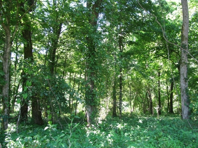Waterfront Lot For Sale In Savannah, Tn On Indian Creek - image 6