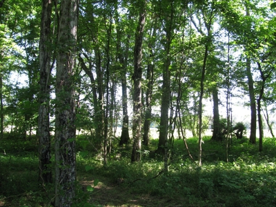 Waterfront Lot For Sale In Savannah, Tn On Indian Creek - image 18