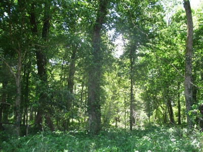 Waterfront Lot For Sale In Savannah, Tn On Indian Creek - image 12