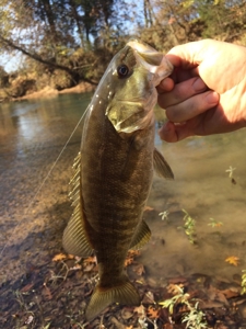Waterfront Lot For Sale In Savannah, Tn On Indian Creek - image 30