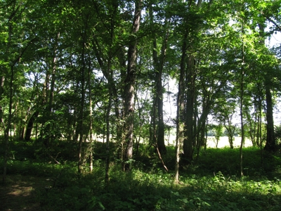 Waterfront Lot For Sale In Savannah, Tn On Indian Creek - image 16