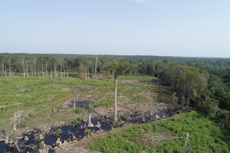 Hunting Land along Bayou D'Loutre for Sale in Union Pa., LA - image 24