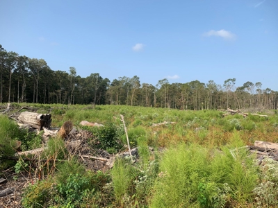 Hunting Land along Bayou D'Loutre for Sale in Union Pa., LA - image 2