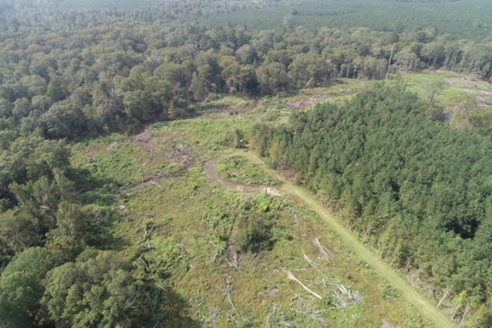 Hunting Land along Bayou D'Loutre for Sale in Union Pa., LA - image 8